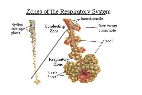 zones of the respiratory system